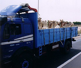Kamele auf der Ladefläche eines LKW.