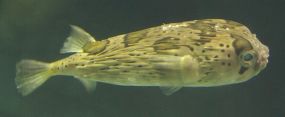 Fisch im Aquarium von Osaka.