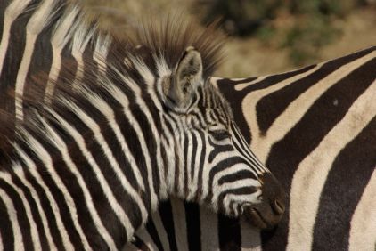 Zebra mit Kind: Zwei Barcodes in freier Wildbahn.