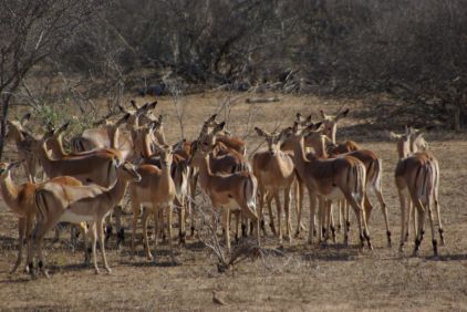 Löwenfutter (Impalas) findet man überall im Kruger.