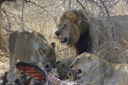 Ein Rudel Löwen beim Mittagessen.