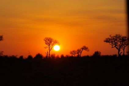 Sonnenuntergang über der Savanne.