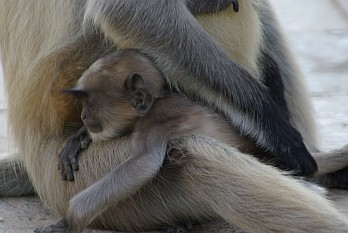 Kleiner Affe mit Mutter.