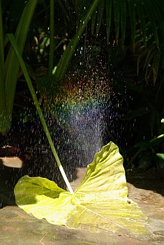 Regenbogen über Lotus-Blatt.