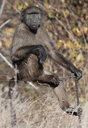 Affe sitzt auf einem Zaun.