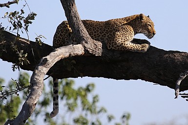Leopard auf Baum.
