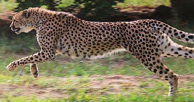 Gepard beim Laufen.