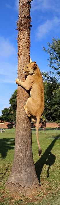 Ein Löwe klettert auf einen Baum.