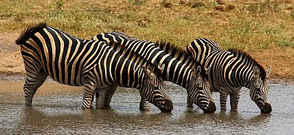 Zebras beim Formationstrinken.
