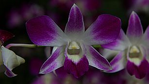 Orchideen haben immer zwei Dreiersets an Blütenblättern, wobei meist eines (hier unten in der Mitte) zu einem Kelch geformt ist.