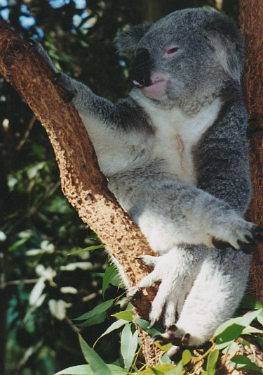 Koala.