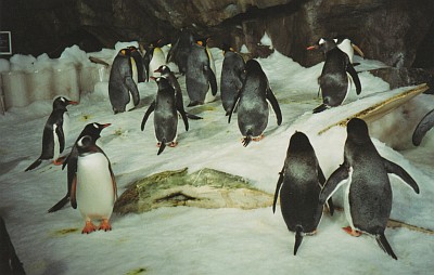 Pinguine.