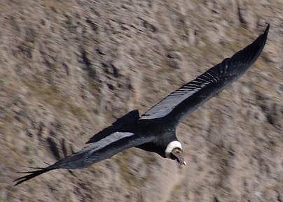 Kondor im Flug von oben.