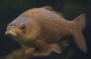 Fisch im Aquarium von Osaka.