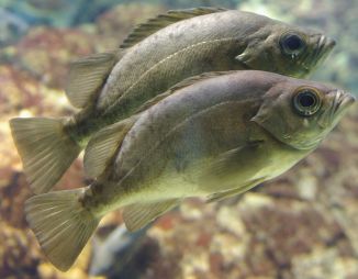 Fische im Aquarium von Osaka.