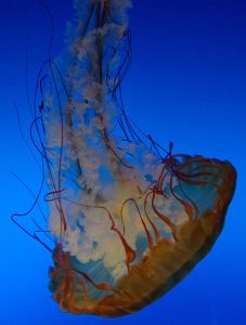 Qualle im Aquarium von Osaka.