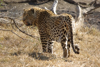 Gepard.