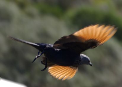 In Südafrika sind nicht nur die Vögel farbenprächtig...