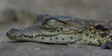 'Ich schau dir in die Augen, Kleines.'