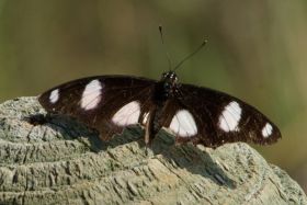 Schön, wenn der Schmetterling mal kurz die Flügel still hält.