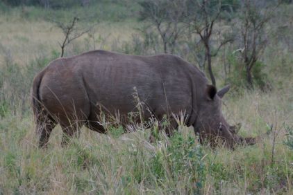 Breit- oder Spitzmaulnashorn? Egal, Hauptsache Nashorn!