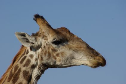 Es ist überraschend, wie leicht man auch große Tiere übersehen kann.