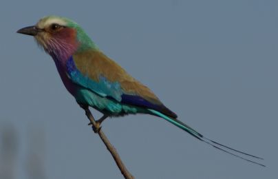 Der 'Lilac Breasted Roller' hat auf Deutsch zwar einen seltsamen Namen (Gabelracke), ist dafür aber farbenfroher...