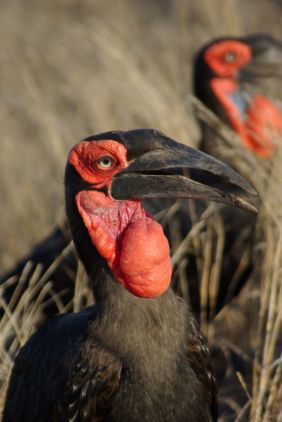 ...als der Southern Ground Hornbill (Hornrabe).