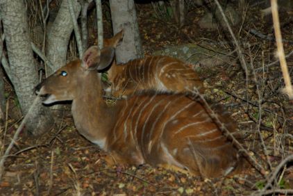 Nyala (eine südafrikanische Antilopenart) bei Nacht.