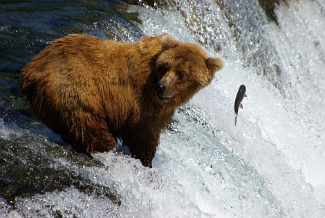 Bär beim Lachse-Fischen.