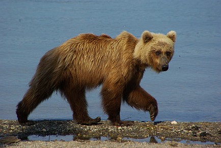 Braunbär.