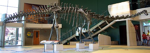 Skelett eines Diplodocus.