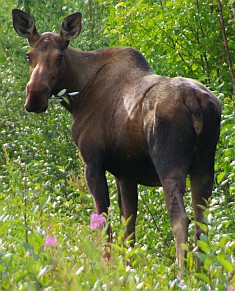 Elch in Alaska.