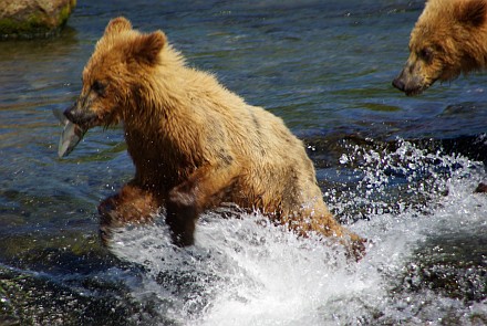 Junger Bär beim Lachse-Fischen.