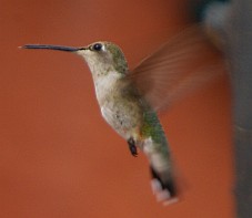 Kolibri im Flug.