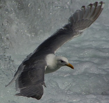 Möwe beim Fliegen.