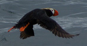 Papageientaucher im Flug.