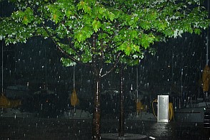 Baum im Regen.
