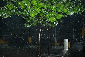 Baum im Regen.