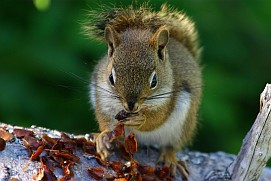 Eichhörnchen.