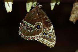 Schmetterling.