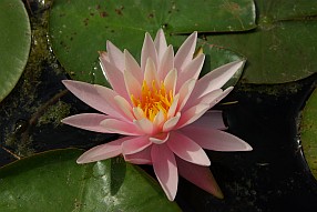 Seerose im botanischen Garten von Montreal.