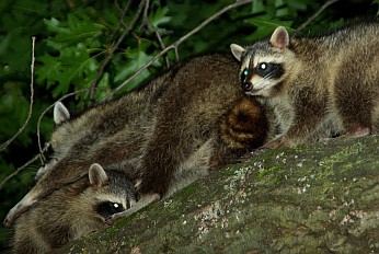 Waschbären im High Park.