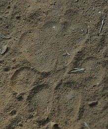 Fußabdruck eines Tigers.