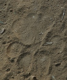Fußabdruck eines Tigers.