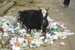 Indische Kuh - mitten im Müll.