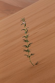 Pflanze mitten auf einer hohen Sanddüne.