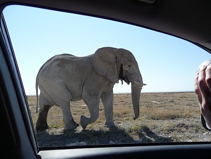 Elefant will Auto umschubsen.