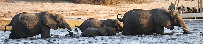 Elefanten schwimmen durch den Chobe.