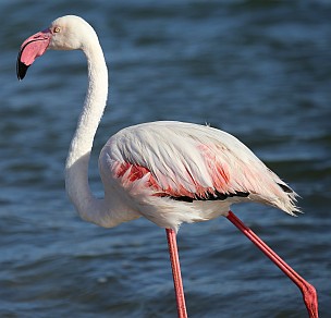 Flamingo in Walvisbay.